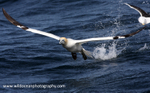 SBG024: Gannet takeoff