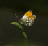 Orange tipped butterfly