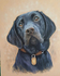 Black Labrador