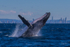 Humpback Breach into the wind 2. 0A3A2836