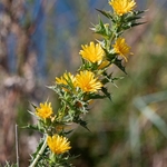 Spanish Oyster Plant (Scolymus hispanicus) 