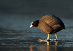 Coot