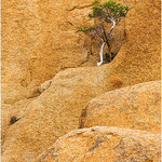 Rock and tree detail, Spitzkoppe