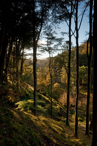 The stunning view up the Sulby Valley at Tholt-y-Will from behind the long trunks of the towering Beech trees.