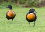 Australian Shelduck 1