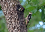 Middle Spotted Woodpeckers