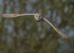 Barn Owl
