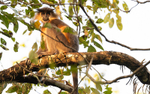 Capped Langur