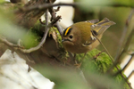 Goldcrest perched on a branch at Durlston