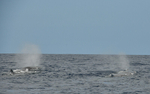 Two sperm whales