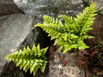 Black Spleenwort (01)