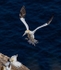 Gannet Returning