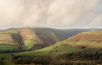 Ashes Hollow