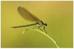Banded Damoiselle on Teasel Leaf