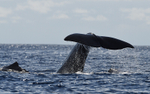 The mother and one calf on the right