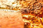 gecko-0585