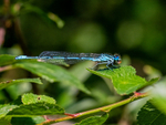 Azure Damselfly
