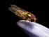Marmalade Hoverfly (01)