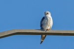 Black-winged Kite