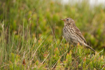 Meadow Pipit