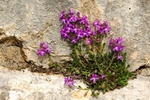 Fairy Foxglove - Erinus alpinus