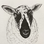 Speckled Face Sheep