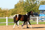 Class 201 - Best Turned Out - IH portfolio