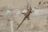Agama Lizard.