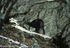 Himalayan musk deer in Everest N.P.