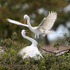 Great Egret arrives at nest, Venice Rookery, Florida