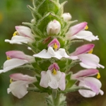 Bellardia (Bellardia trixago)  exists in two colour forms...that illustrat
