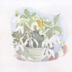 Snowdrops