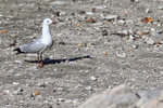 Hartlaub's Gull on stony ground, Betty's Bay, South Africa