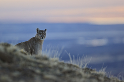 Puma Petaca watching from high early morning, Torres del Paine, Chile