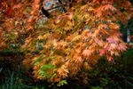 Acer Palmatum