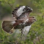Common Buzzard (Buteo buteo) juv