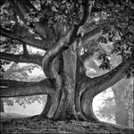 American Oak
