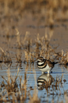 Killdeer portfolio