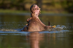 Hippo yawn