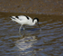 Avocet