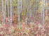Bruce Peninsula-October Trees