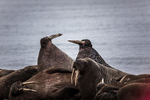 Walrus 8937