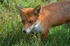 Red Fox