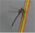 Migrant hawker