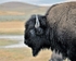American Bison