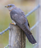 CUCKOO MEGA 10