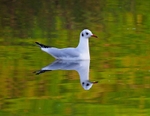January 2022 - Black-headed Gull