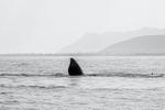 flipper-up
