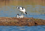 Avocets
