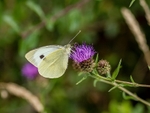 Large White